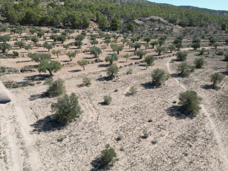 Plot for Sale in Pinoso, Alicante 3