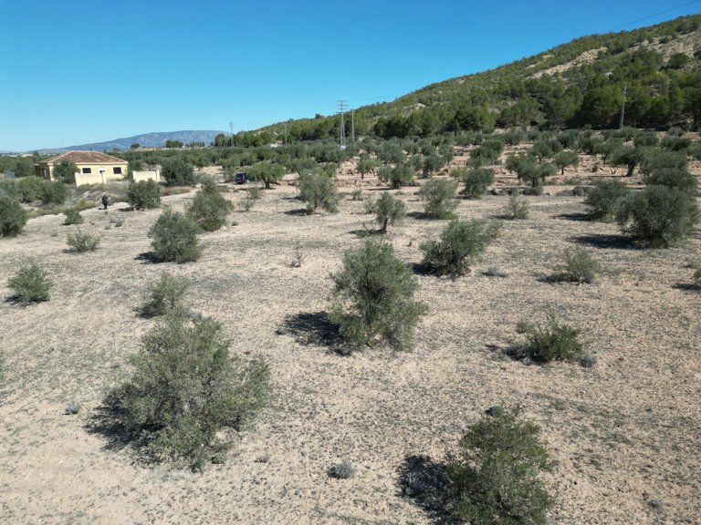 Plot for Sale in Pinoso, Alicante 2