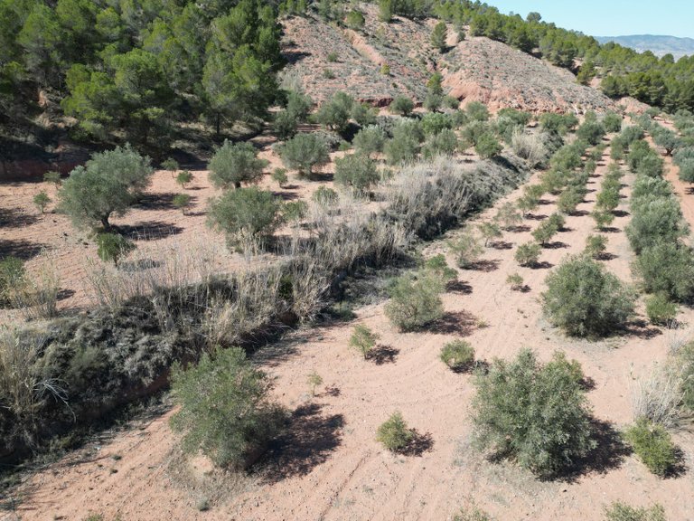 Plot for Sale in Pinoso, Alicante 2