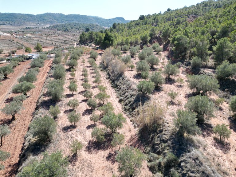 Plot for Sale in Pinoso, Alicante 3