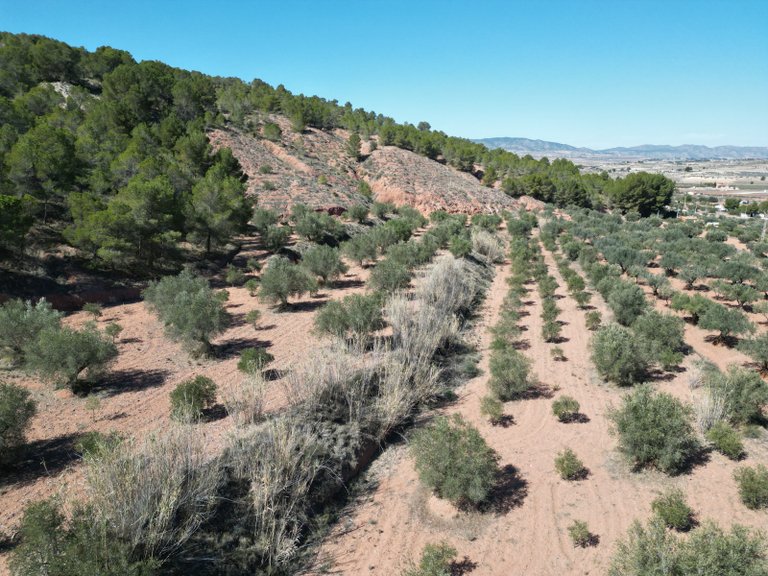 Plot for Sale in Pinoso, Alicante 1