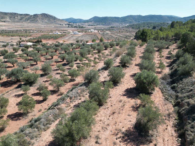 Plot for Sale in Pinoso, Alicante 4