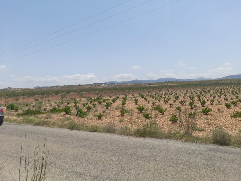 Plot for Sale in Pinoso, Alicante 2