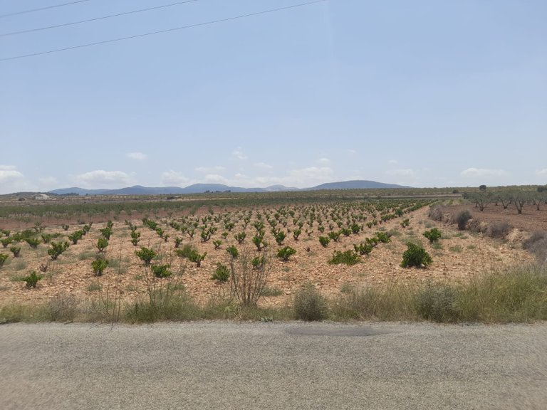 Plot for Sale in Pinoso, Alicante 3