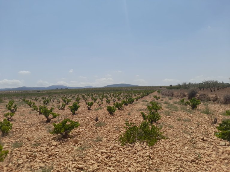 Plot for Sale in Pinoso, Alicante 1