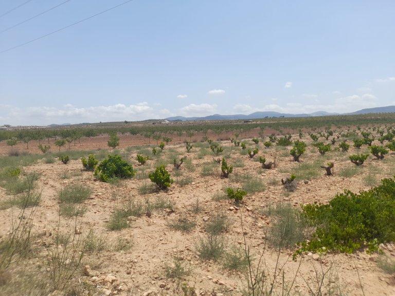 Plot for Sale in Pinoso, Alicante 5