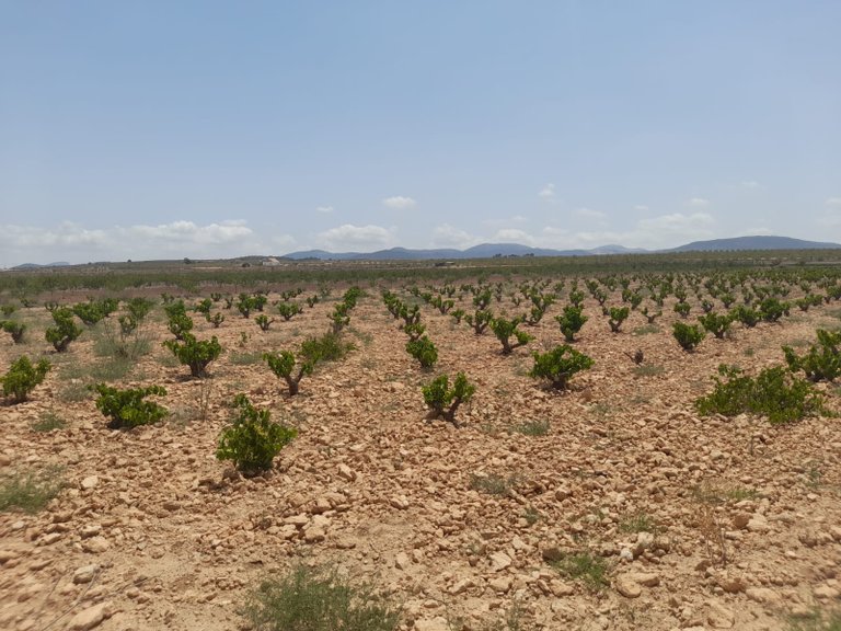 Plot for Sale in Pinoso, Alicante 6