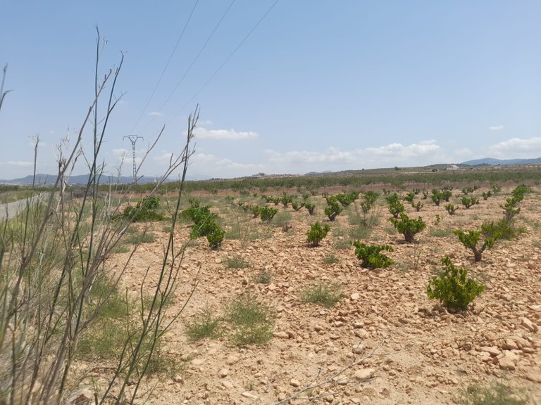 Plot for Sale in Pinoso, Alicante 4