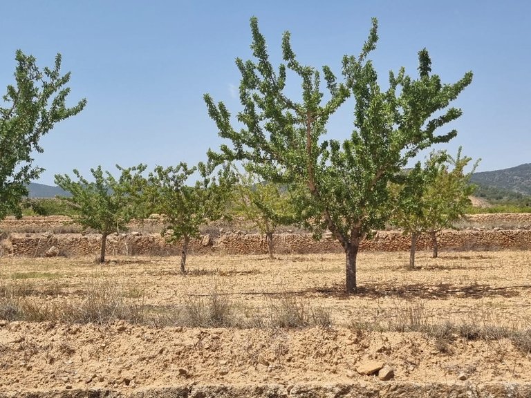 Plot for Sale in Yecla, Murcia 4