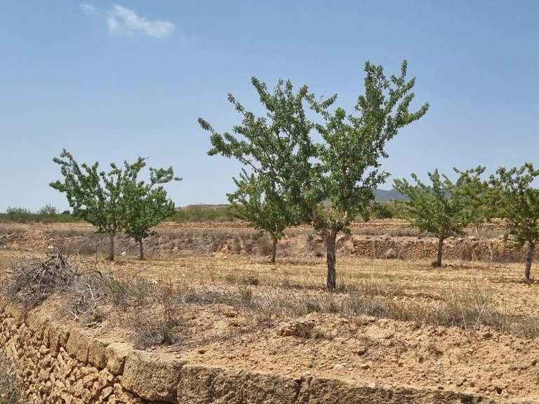 Plot for Sale in Yecla, Murcia 5