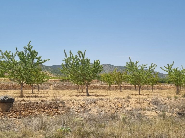 Plot for Sale in Yecla, Murcia 1