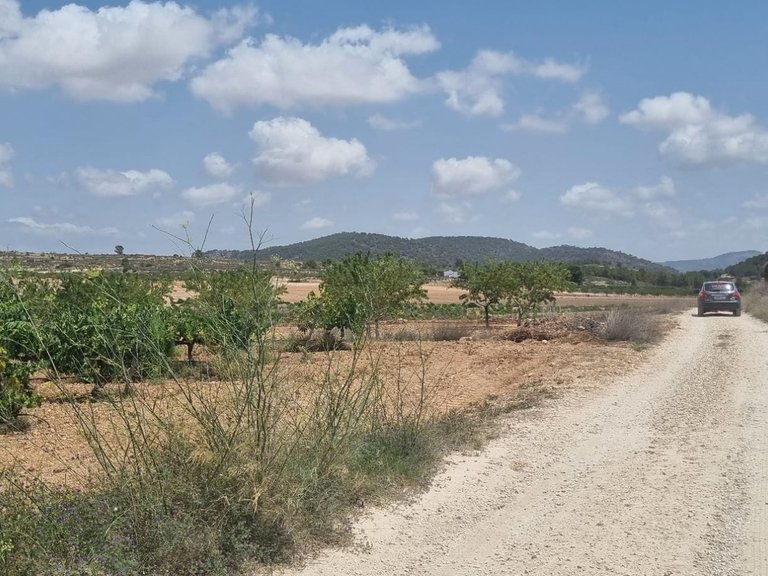Plot for Sale in Pinoso, Alicante 6
