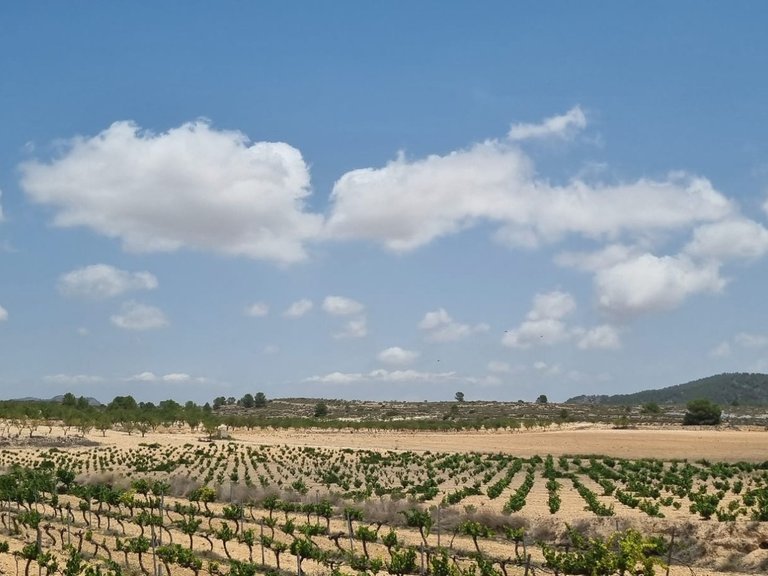 Plot for Sale in Pinoso, Alicante 7
