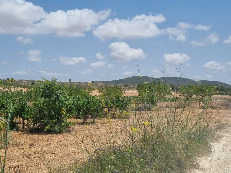 Plot for Sale in Pinoso, Alicante 8