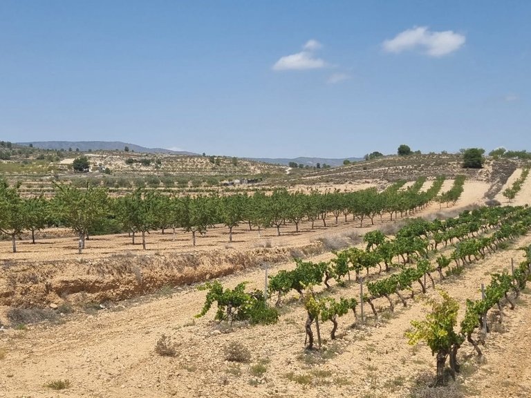 Plot for Sale in Pinoso, Alicante 4