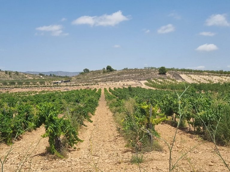 Plot for Sale in Pinoso, Alicante 2