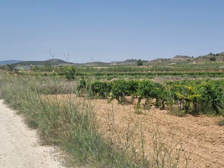 Plot for Sale in Pinoso, Alicante 3