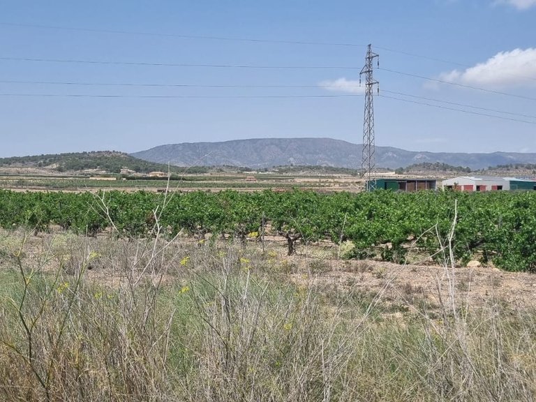 Plot for Sale in Pinoso, Alicante 6