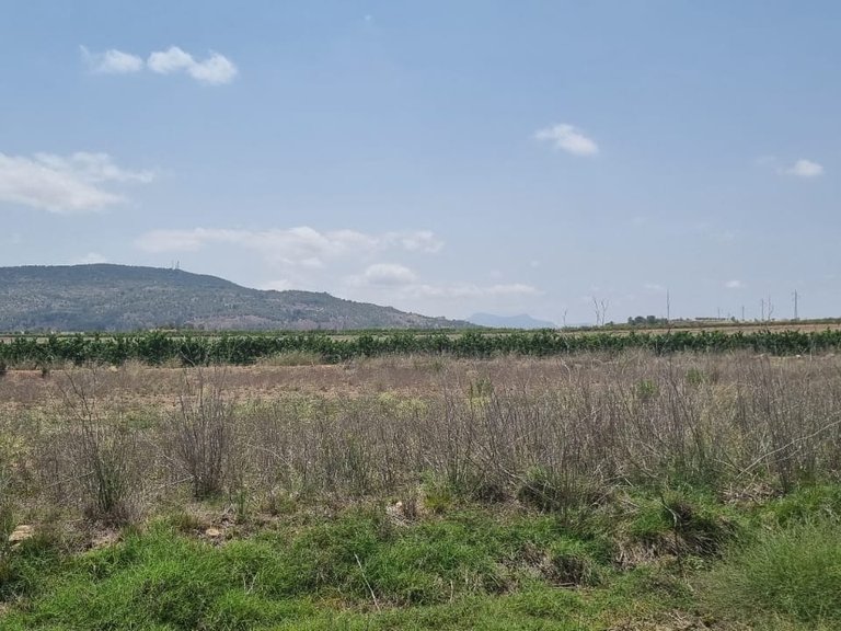Plot for Sale in Pinoso, Alicante 3