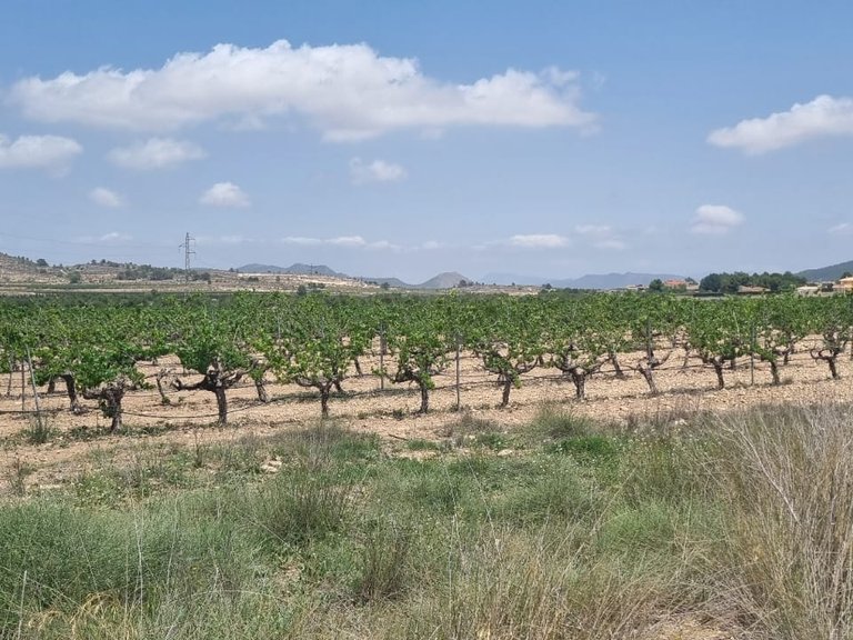 Plot for Sale in Pinoso, Alicante 4