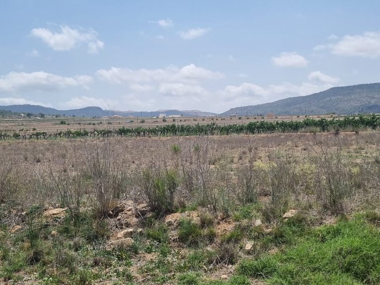 Plot for Sale in Pinoso, Alicante 5