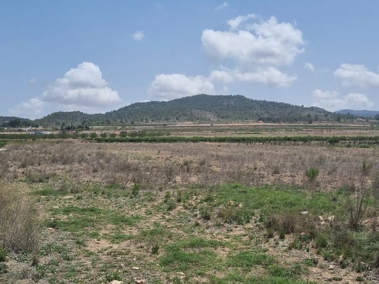 Plot for Sale in Pinoso, Alicante 1