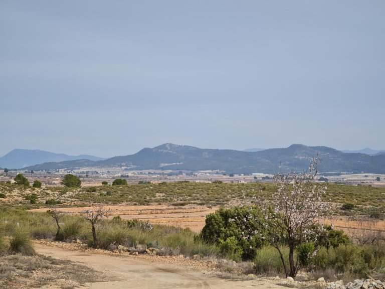 Villa for Sale in Pinoso, Alicante 24