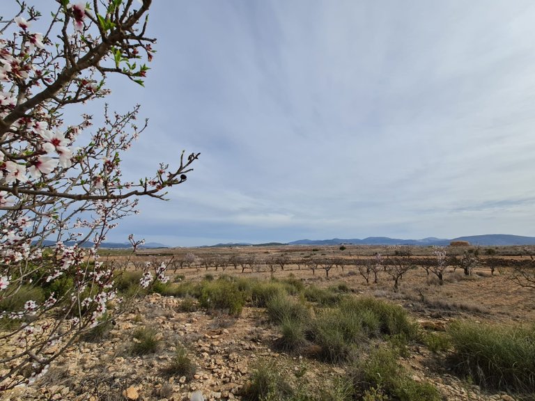 Villa for Sale in Pinoso, Alicante 20