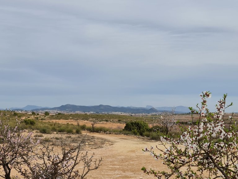 Villa for Sale in Pinoso, Alicante 23