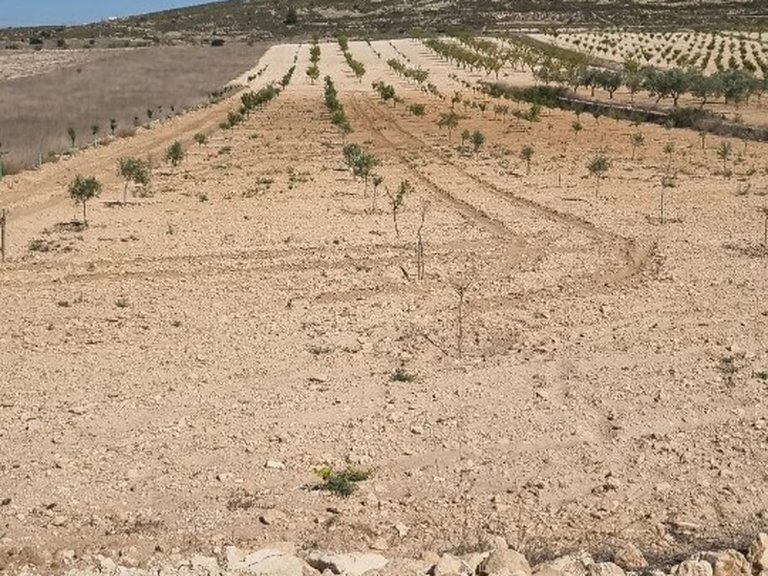 Plot for Sale in Jumilla, Murcia 8