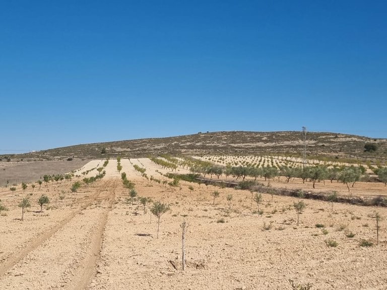 Plot for Sale in Jumilla, Murcia 3