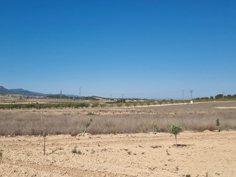 Plot for Sale in Jumilla, Murcia 7