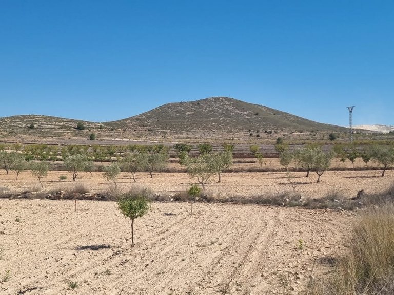 Plot for Sale in Jumilla, Murcia 6