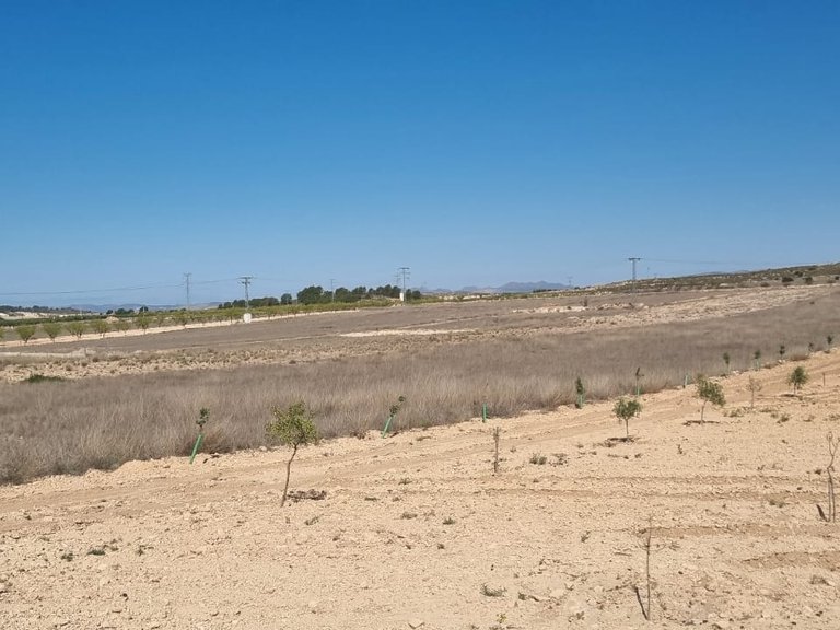 Plot for Sale in Jumilla, Murcia 4