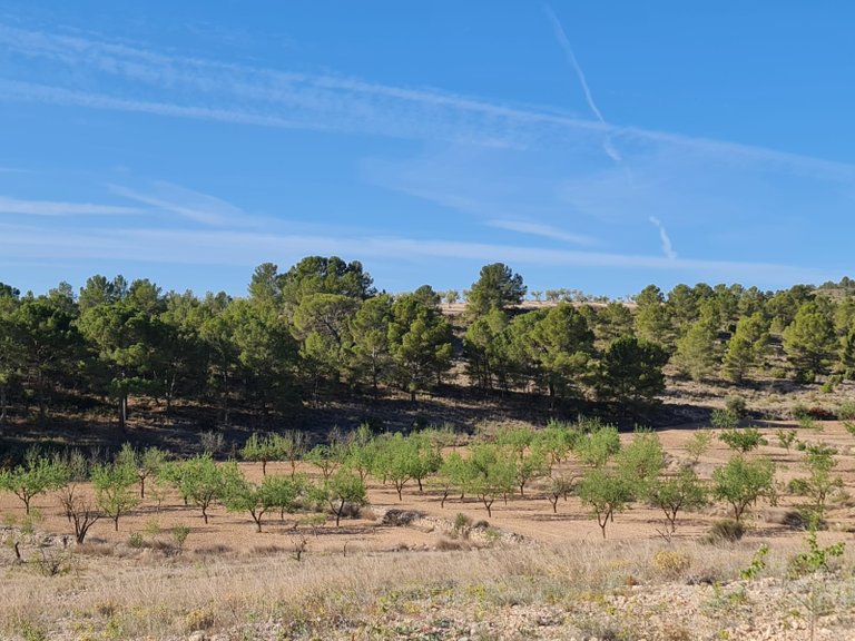 Plot for Sale in Raspay, Murcia 2