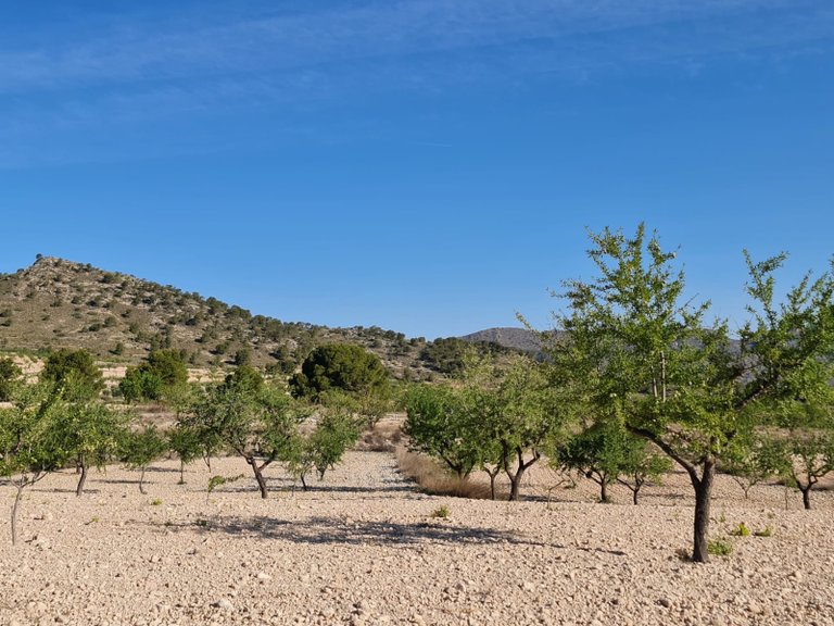 Plot for Sale in Raspay, Murcia 5