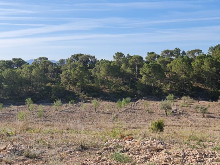 Plot for Sale in Raspay, Murcia 25