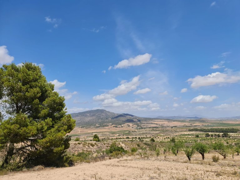 Plot for Sale in Yecla, Murcia 2