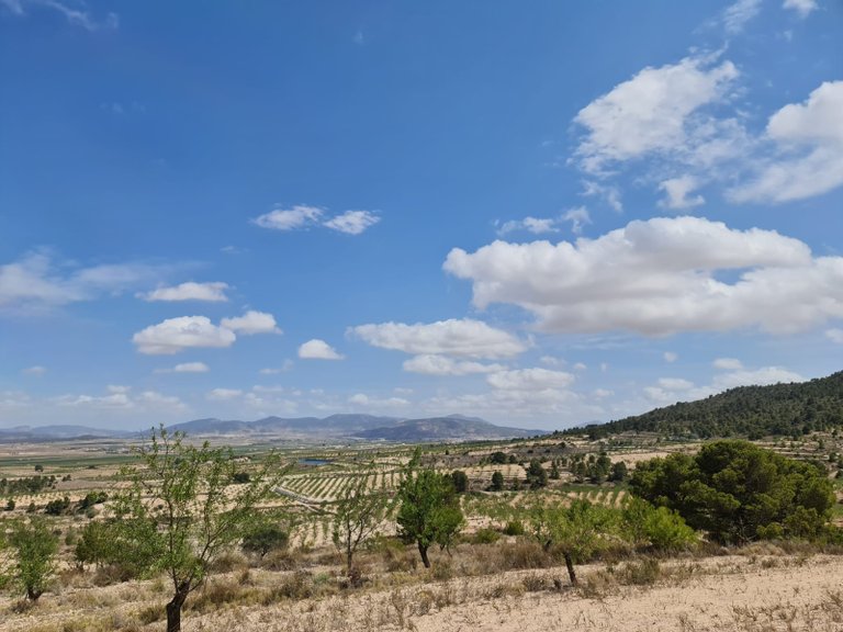 Plot for Sale in Yecla, Murcia 3