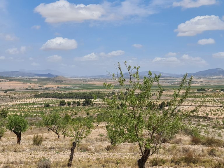 Plot for Sale in Yecla, Murcia 10