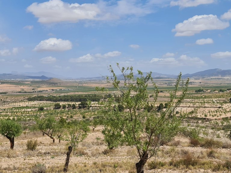Plot for Sale in Yecla, Murcia 11