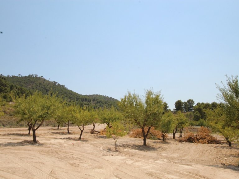 Villa for Sale in Pinoso, Alicante 34