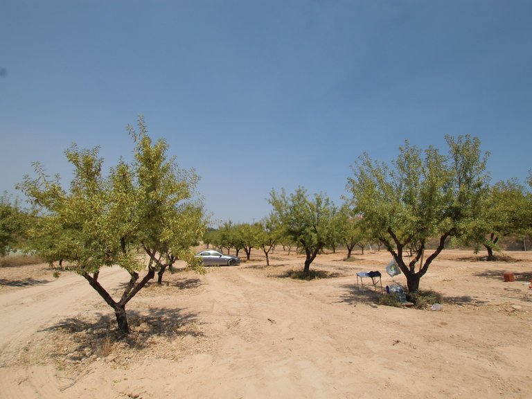 Villa for Sale in Pinoso, Alicante 29