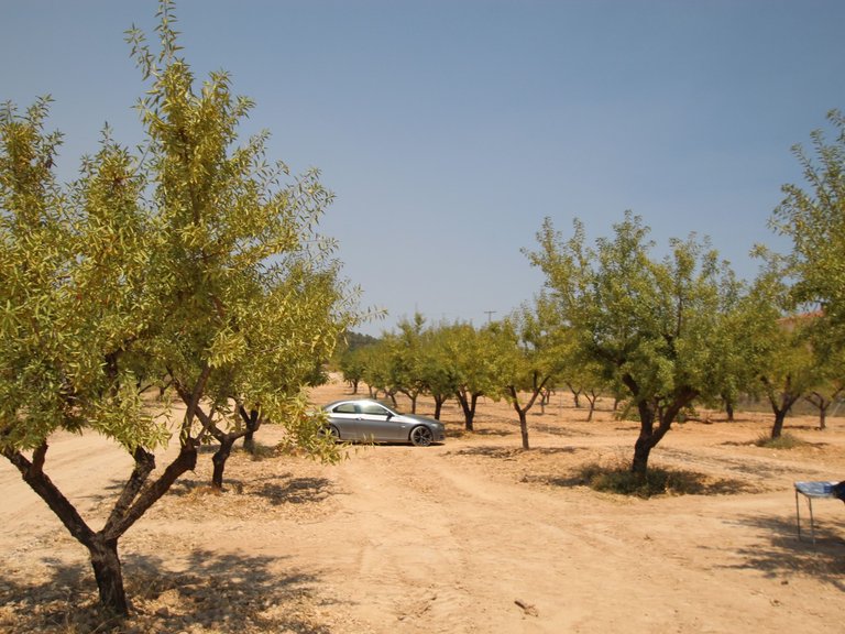Villa for Sale in Pinoso, Alicante 6