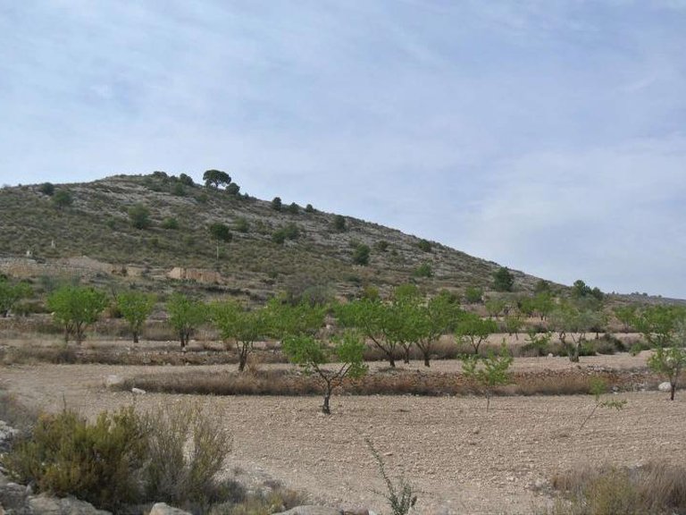 Plot for Sale in Jumilla, Murcia 1