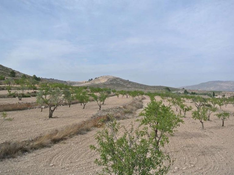Plot for Sale in Jumilla, Murcia 2