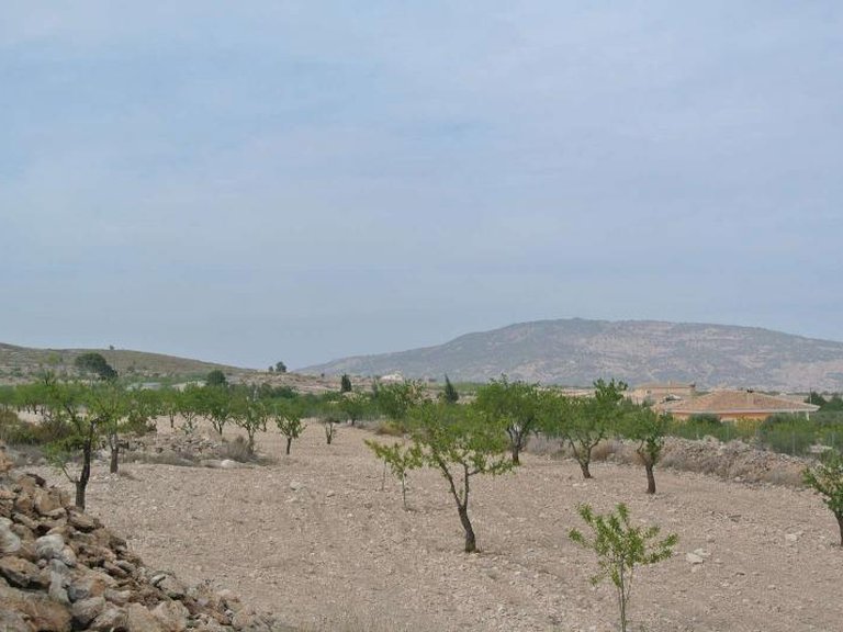Plot for Sale in Jumilla, Murcia 4
