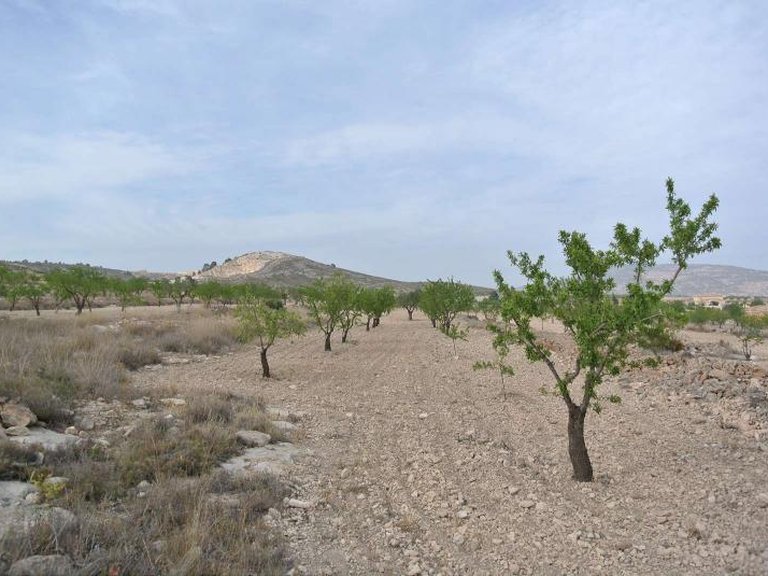Plot for Sale in Jumilla, Murcia 9