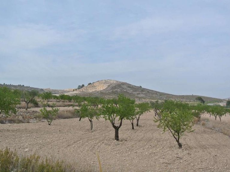 Plot for Sale in Jumilla, Murcia 10