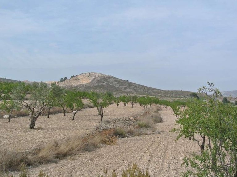 Plot for Sale in Jumilla, Murcia 11
